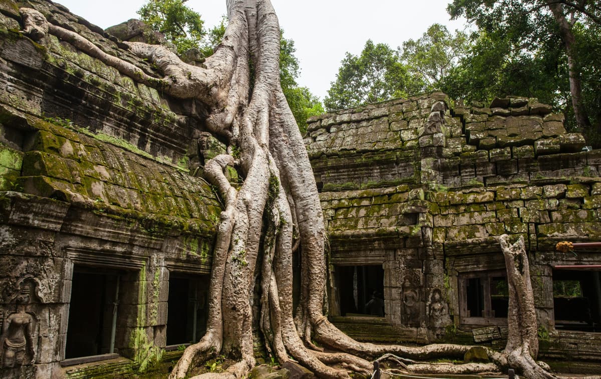 Des racines d’arbres envahissent les murs de pierre du Ta Prohm